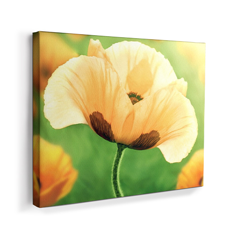 Yellow Poppy