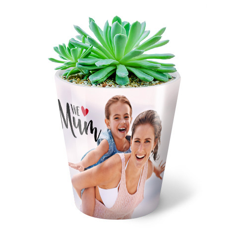 Plant Pot