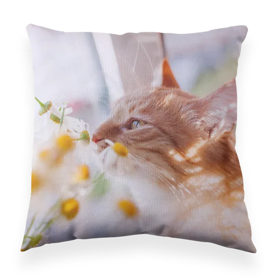 Cushion